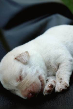 Labrador puppy one weekの写真素材
