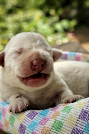 Labrador puppy one weekの写真素材