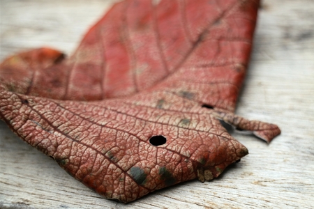 Dry leaves on the wooden floorの写真素材