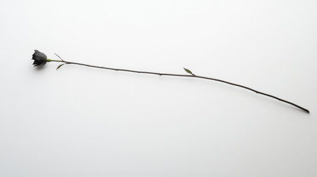 A striking image of a single black rose lying gracefully on a soft white background, showcasing the beauty of nature in a minimalistic and artistic style, perfect for various themes.の素材