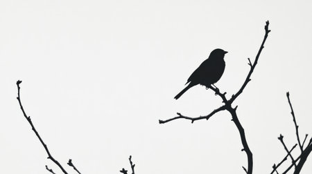A perched bird in a simple black silhouette, standing out boldly against a bright white background for a striking contrast.の素材