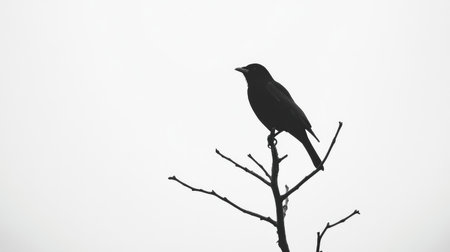 A black silhouette of a perched bird, sharply outlined against a brilliant white background, offering strong visual contrast and simplicity.の素材