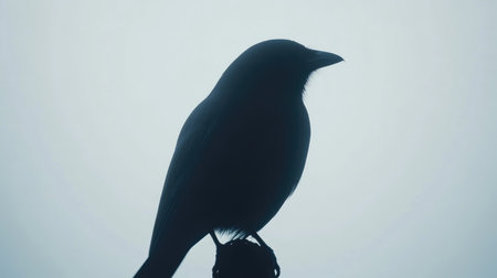 A simple and powerful scene featuring a black bird silhouette perched against a clean white backdrop, showcasing bold contrast.の素材
