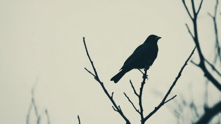 A simple and powerful scene featuring a black bird silhouette perched against a clean white backdrop, showcasing bold contrast.の素材