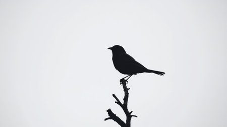 A black silhouette of a perched bird, sharply outlined against a brilliant white background, offering strong visual contrast and simplicity.の素材