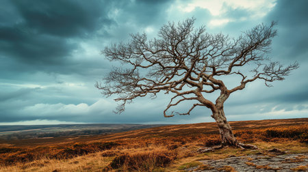 A solitary dying tree with twisted, bare branches standing on cracked, dry soil under a dramatic, overcast sky.の素材