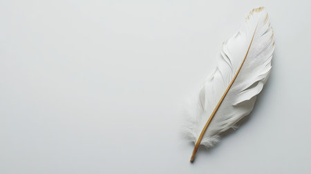 A single white feather placed diagonally on a smooth white studio background, creating a delicate and clean look.の素材