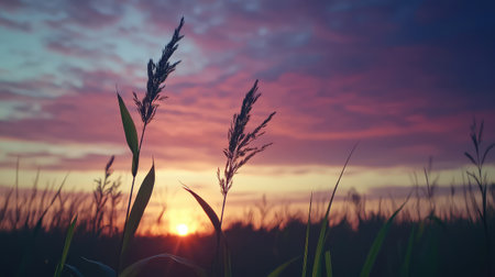 A tranquil sunset scene featuring silhouetted grasses against a vibrant sky filled with warm colors. Ideal for nature lovers seeking peaceful landscape imagery.の素材