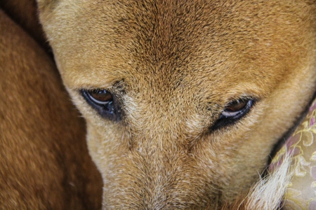 Closeup of the head of a  dog