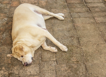 Fat Labrador Retriever sleep on the floorの写真素材