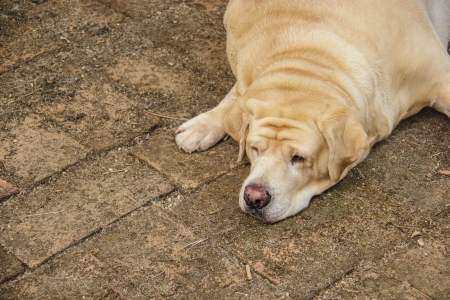 Fat Labrador Retriever sleep on the floorの写真素材