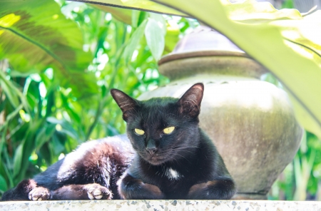 black cat relaxes on the table , cat lookingの写真素材