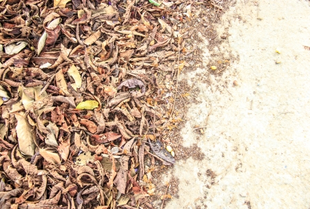 dry leafs on the concrete floor ,Dead leavesの写真素材