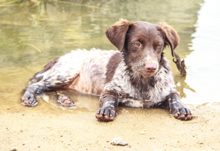 Dog relax in the water,Be immersed in waterの写真素材