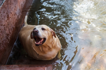 Fat labrador retriever swimming in the concrete poolの写真素材