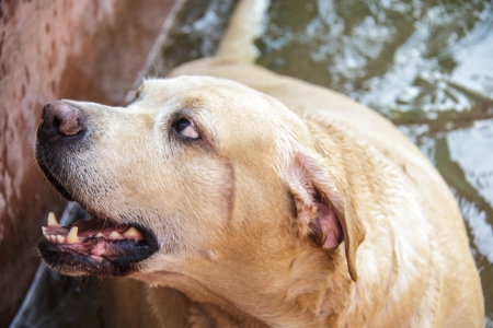 Fat labrador retriever swimming in the concrete poolの写真素材