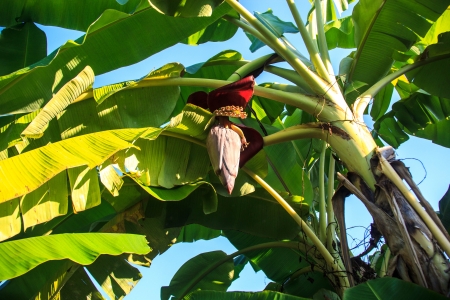 Banana blossomの写真素材