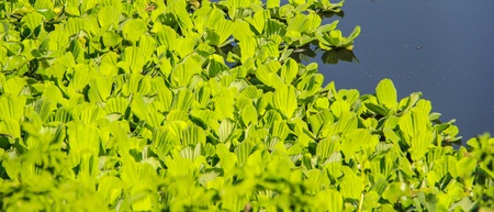 Water Cabbage on the water, Water hyacinthの写真素材