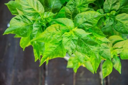 paprika plants in pots on the tableの写真素材