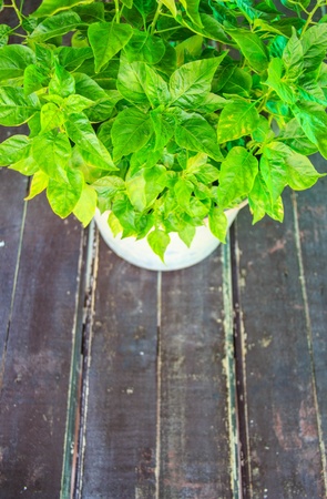 paprika plants in pots on the tableの写真素材
