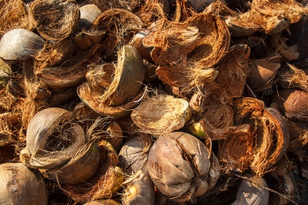 dried spathe of coconut ,coconut shellの写真素材