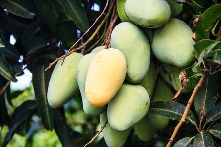 mangoes on a mango tree in plantationの写真素材