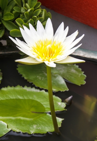 White lotusの写真素材