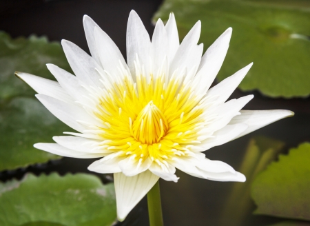 White lotusの写真素材