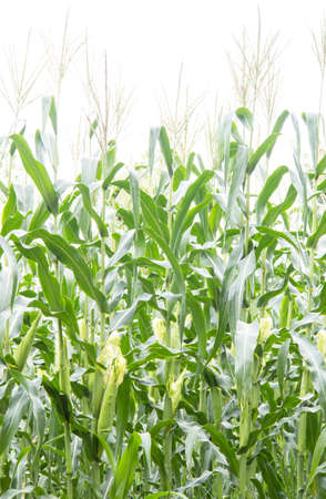 Corn fieldの写真素材