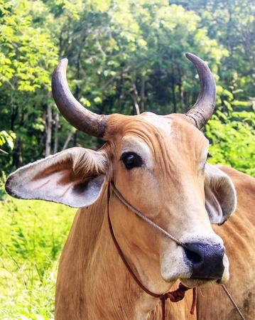 cowの写真素材