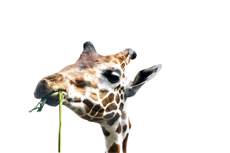 Giraffeの写真素材