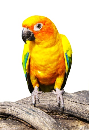 Beautiful colorful parrot, Sun Conure  Aratinga solstitialis , golden-yellow plumage and orange-flushed underparts and face, native bird to northeastern South Americaの写真素材