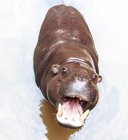 Hippopotamus showing huge jaw and teethの写真素材