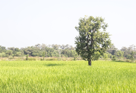 Rice fieldsの写真素材
