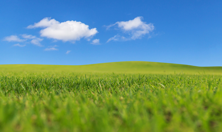 Green field and blue skyの写真素材