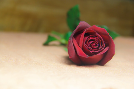 Red rose on a brown cloth の写真素材