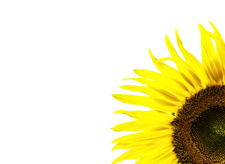 Sunflowerの写真素材