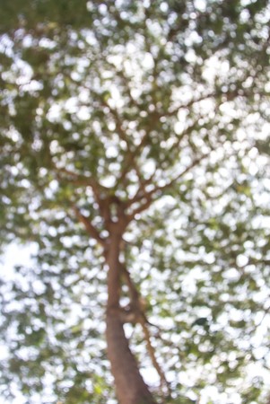 Abstract circular bokeh background of sunlight on the treeの写真素材