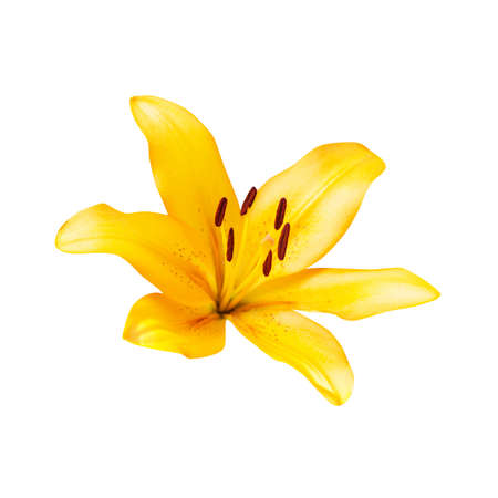 yellow lily isolated on white の写真素材