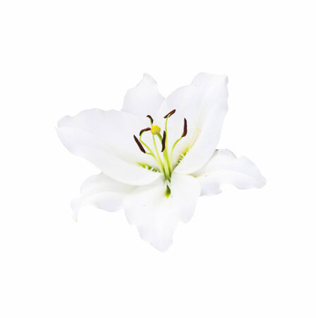beautiful white lily isolated on white の写真素材
