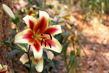 beautiful lily in the garden.の写真素材