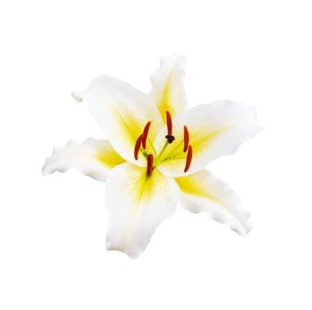 beautiful white lily on white background の写真素材