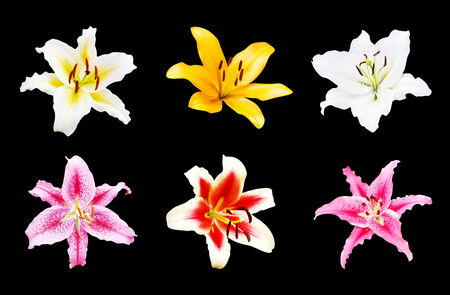set of beautiful  lily flower on black background with clipping path の写真素材