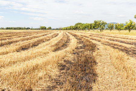 rice field after harvesting.の写真素材