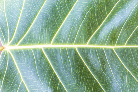 Texture Bodhi or Sacred fig leaf  