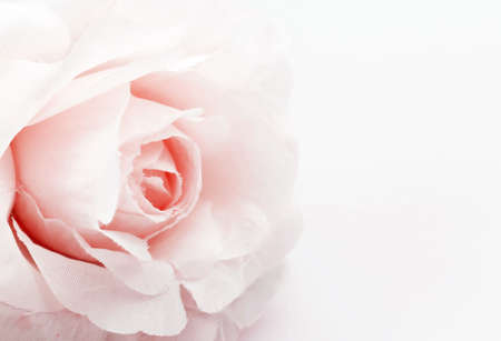 rose fake flower on white background, soft focus.の写真素材