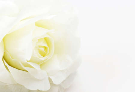 White rose fake flower on white background.の写真素材