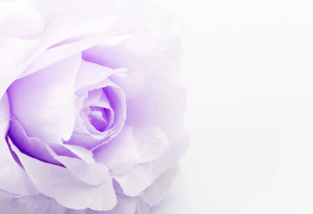 rose fake flower on white background, soft focus.の写真素材