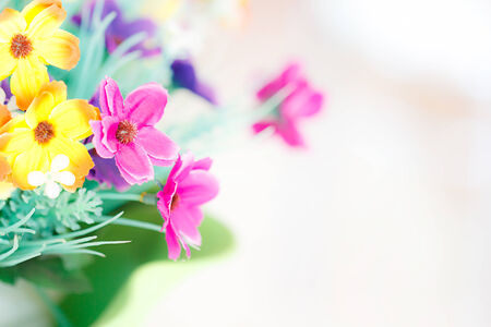 Beautiful flowers , soft focus.の写真素材
