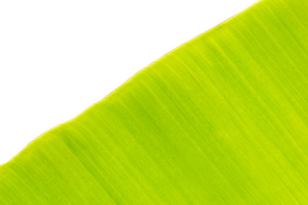 green leaves banana on white backgroundの写真素材